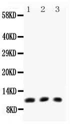 Anti-Eotaxin/CCL11 Antibody Picoband® Boster Bio