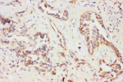 Anti-Eotaxin 3/CCL26 Antibody Picoband® Boster Bio