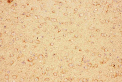 Anti-CNTF Antibody Picoband® Boster Bio
