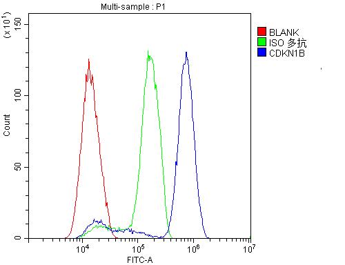 Anti-p27 KIP 1/CDKN1B Antibody Picoband® Boster Bio