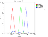 Anti-p27 KIP 1/CDKN1B Antibody Picoband® Boster Bio