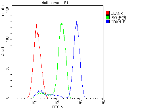 Anti-p27 KIP 1/CDKN1B Antibody Picoband® Boster Bio
