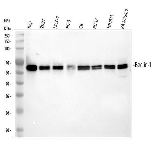 Anti-Beclin 1/BECN1 Antibody Picoband® Boster Bio