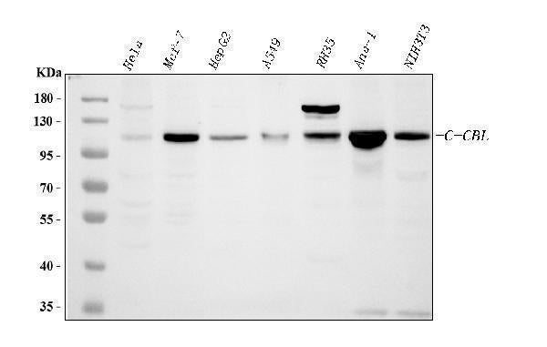 Anti-CBL Antibody Picoband® Boster Bio