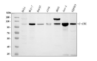 Anti-CBL Antibody Picoband® Boster Bio