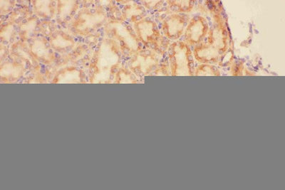 Anti-CXCR3 Antibody Picoband® Boster Bio