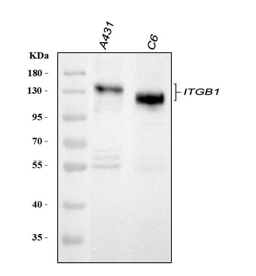 Anti-Integrin beta 1/ITGB1 Antibody Picoband® Boster Bio