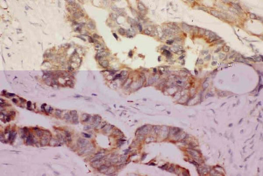 Anti-Hsp90 alpha/HSP90AA1 Antibody Picoband® Boster Bio