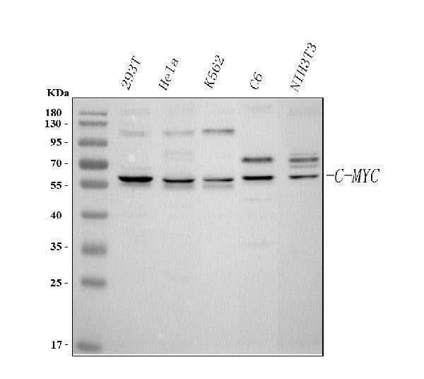 Anti-c-Myc Antibody Picoband® Boster Bio