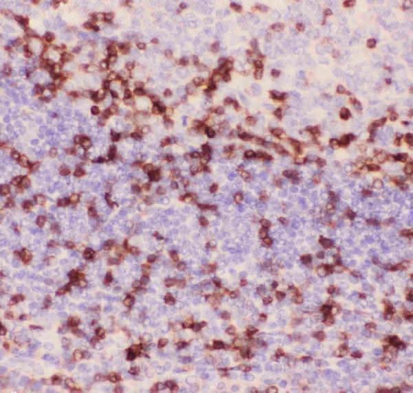 Anti-CD3 epsilon/CD3E Antibody Picoband® Boster Bio