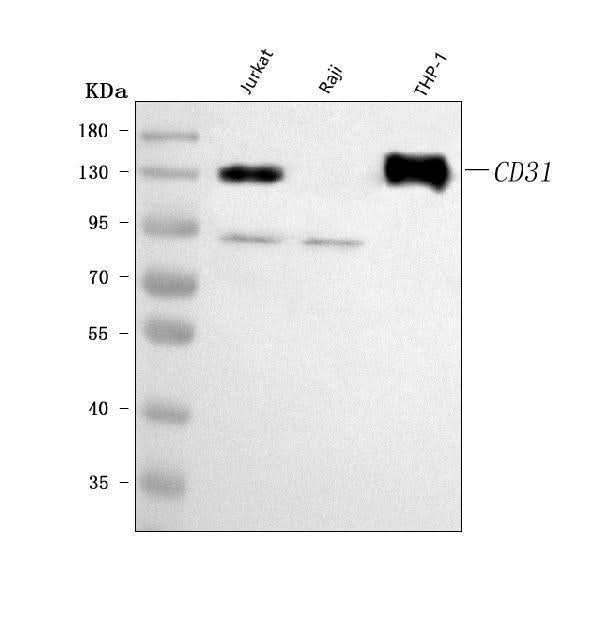 Anti-CD31/PECAM1 Antibody Picoband® Boster Bio