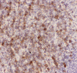 Anti-CD43/SPN Antibody Picoband® Boster Bio
