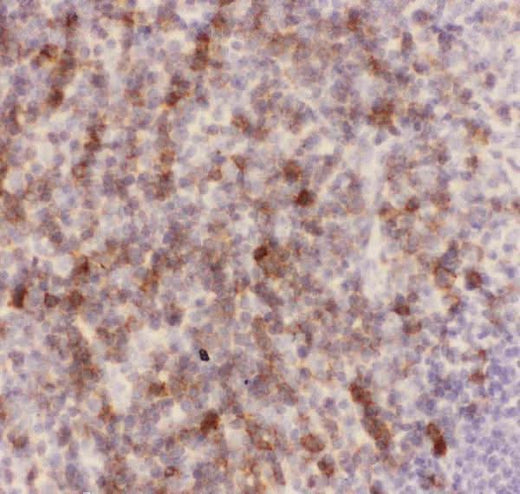 Anti-CD43/SPN Antibody Picoband® Boster Bio