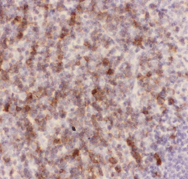Anti-CD43/SPN Antibody Picoband® Boster Bio