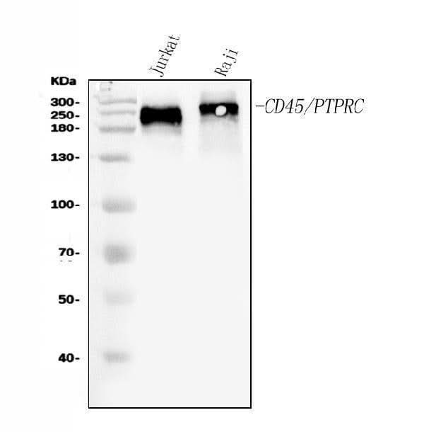 Anti-CD45/PTPRC Antibody Picoband® Boster Bio