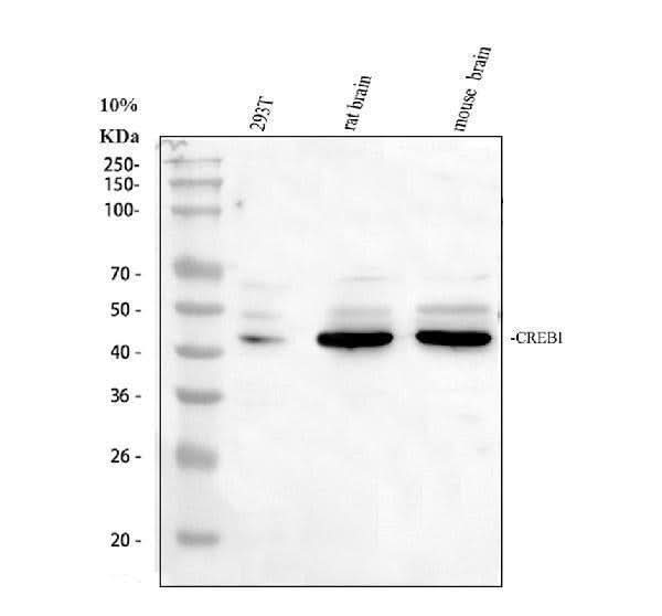 Anti-CREB/CREB1 Antibody Picoband® Boster Bio