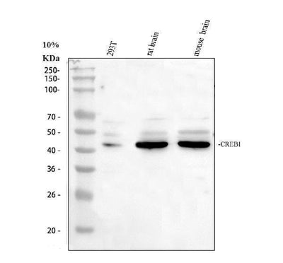 Anti-CREB/CREB1 Antibody Picoband® Boster Bio