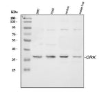 Anti-Crk p38 Antibody Picoband® Boster Bio