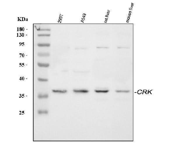 Anti-Crk p38 Antibody Picoband® Boster Bio