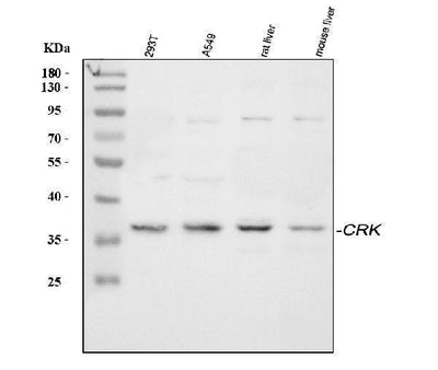 Anti-Crk p38 Antibody Picoband® Boster Bio