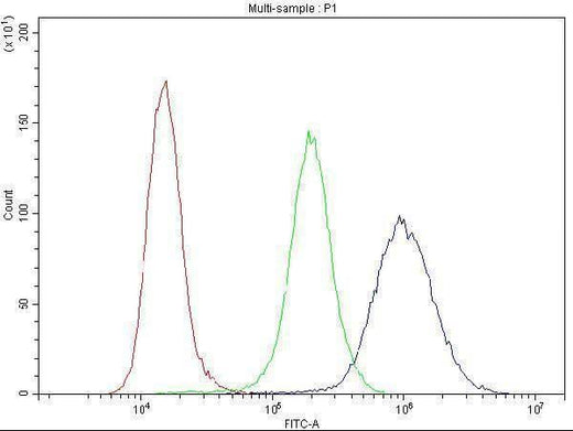 Anti-Cyclin B1/CCNB1 Antibody Picoband® Boster Bio