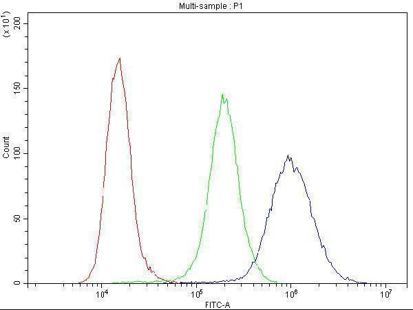Anti-Cyclin B1/CCNB1 Antibody Picoband® Boster Bio