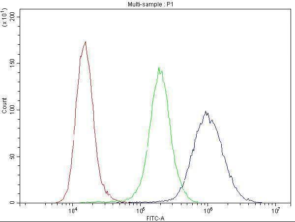 Anti-Cyclin B1/CCNB1 Antibody Picoband® Boster Bio