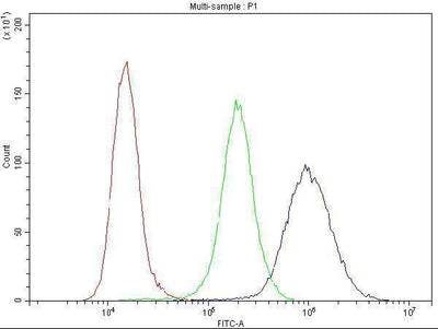 Anti-Cyclin B1/CCNB1 Antibody Picoband® Boster Bio