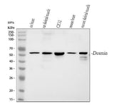 Anti-Desmin Antibody Picoband® Boster Bio