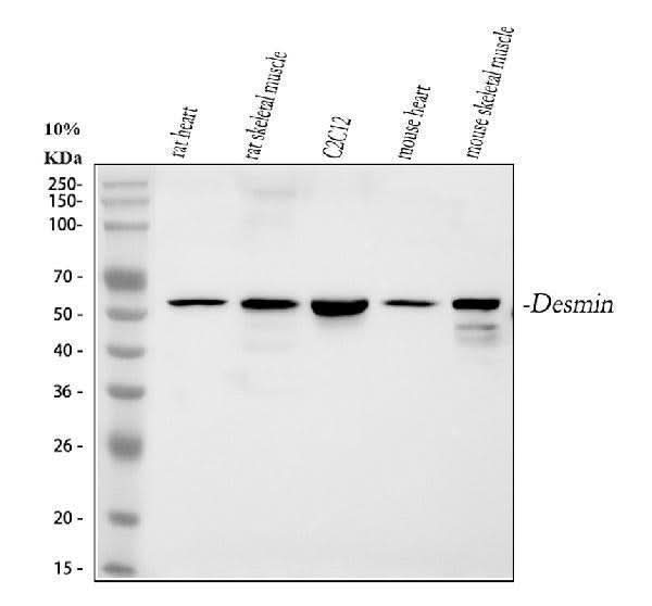 Anti-Desmin Antibody Picoband® Boster Bio