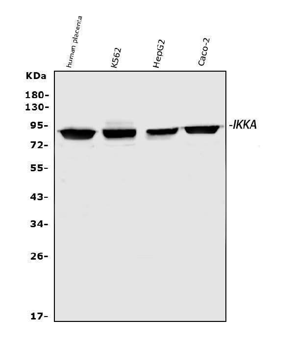 Anti-IKK alpha/CHUK Antibody Picoband® Boster Bio