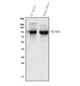Anti-Kv2.1/KCNB1 Antibody Picoband® Boster Bio