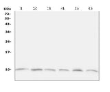 Anti-Ubiquitin/UBB Antibody Picoband® Boster Bio