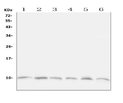 Anti-Ubiquitin/UBB Antibody Picoband® Boster Bio