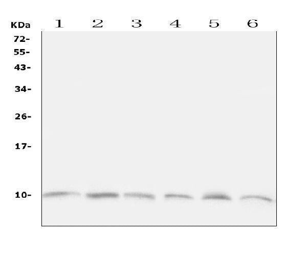 Anti-Ubiquitin/UBB Antibody Picoband® Boster Bio