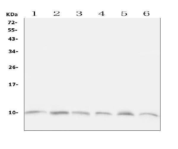 Anti-Ubiquitin/UBB Antibody Picoband® Boster Bio