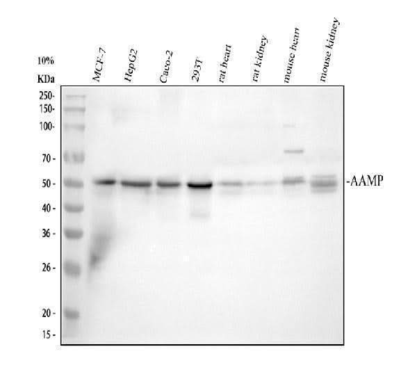 Anti-AAMP CCL18 Antibody Picoband® Boster Bio