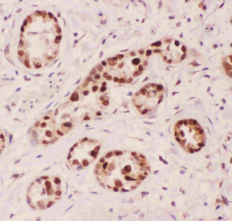 Anti-APE1/APEX1 Antibody Picoband® Boster Bio