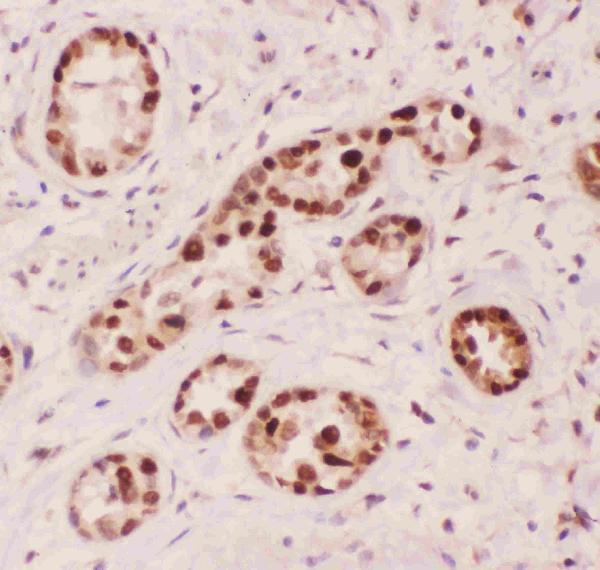 Anti-APE1/APEX1 Antibody Picoband® Boster Bio