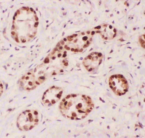 Anti-APE1/APEX1 Antibody Picoband® Boster Bio