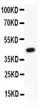 Anti-HIF1 beta/ARNT Antibody Picoband® Boster Bio
