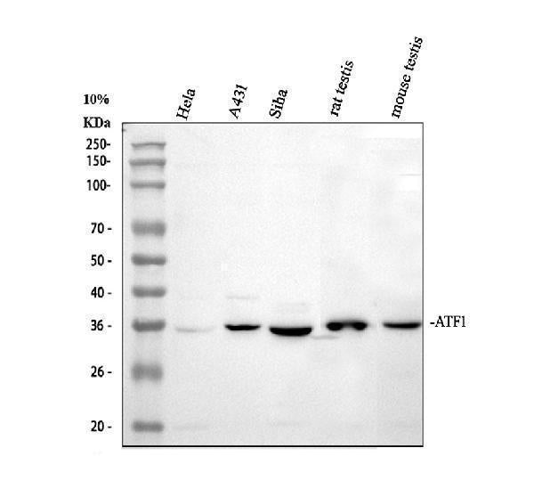 Anti-ATF1 Antibody Picoband® Boster Bio