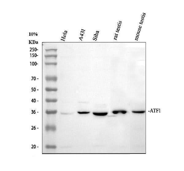 Anti-ATF1 Antibody Picoband® Boster Bio