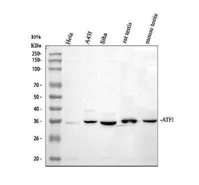 Anti-ATF1 Antibody Picoband® Boster Bio