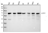 Anti-ATF2 Antibody Picoband® Boster Bio