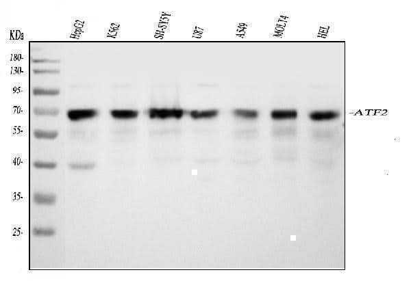 Anti-ATF2 Antibody Picoband® Boster Bio