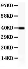 Anti-MCL1 Antibody Picoband® Boster Bio