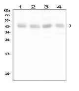 Anti-Bmi1 Antibody Picoband® Boster Bio