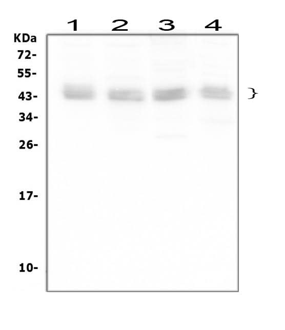 Anti-Bmi1 Antibody Picoband® Boster Bio