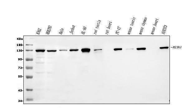 Anti-Bub1 AAMP Antibody Picoband® Boster Bio